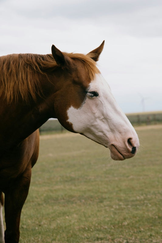Bedst i test: Insekt- og fluespray til heste – hvilken virker bedst? 🐴 - animondo.dk