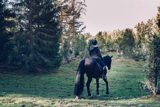 Forår & Fældning – Sådan hjælper du din hest gennem pels-skiftet - animondo.dk