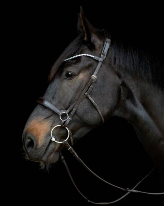Gentle Bridle: Den Skånsomme Løsning til Din Hest – Sådan Samler Du Det - animondo.dk