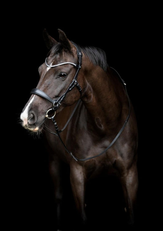 Gentle Bridle i Konkurrencer: Er det Tilladt i Dansk Ride Forbund? - animondo.dk