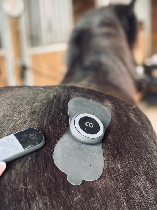 LTS TENS – Skånsom og Effektiv Smertelindring til Heste - animondo.dk
