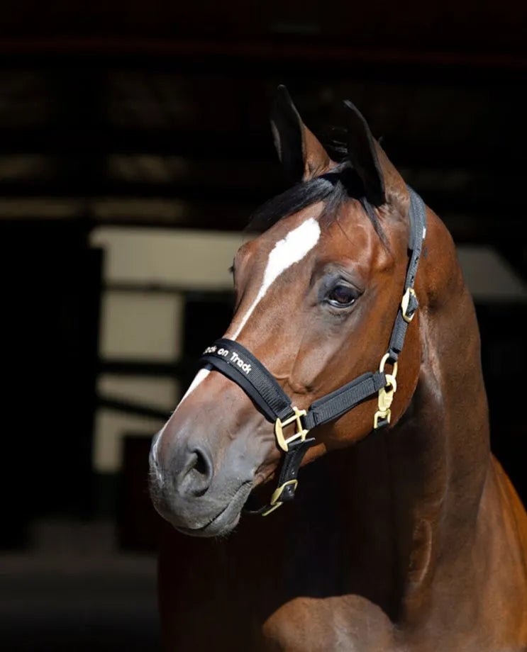 Back on Track - "Werano" grime - Sort - animondo.dk - 20648700