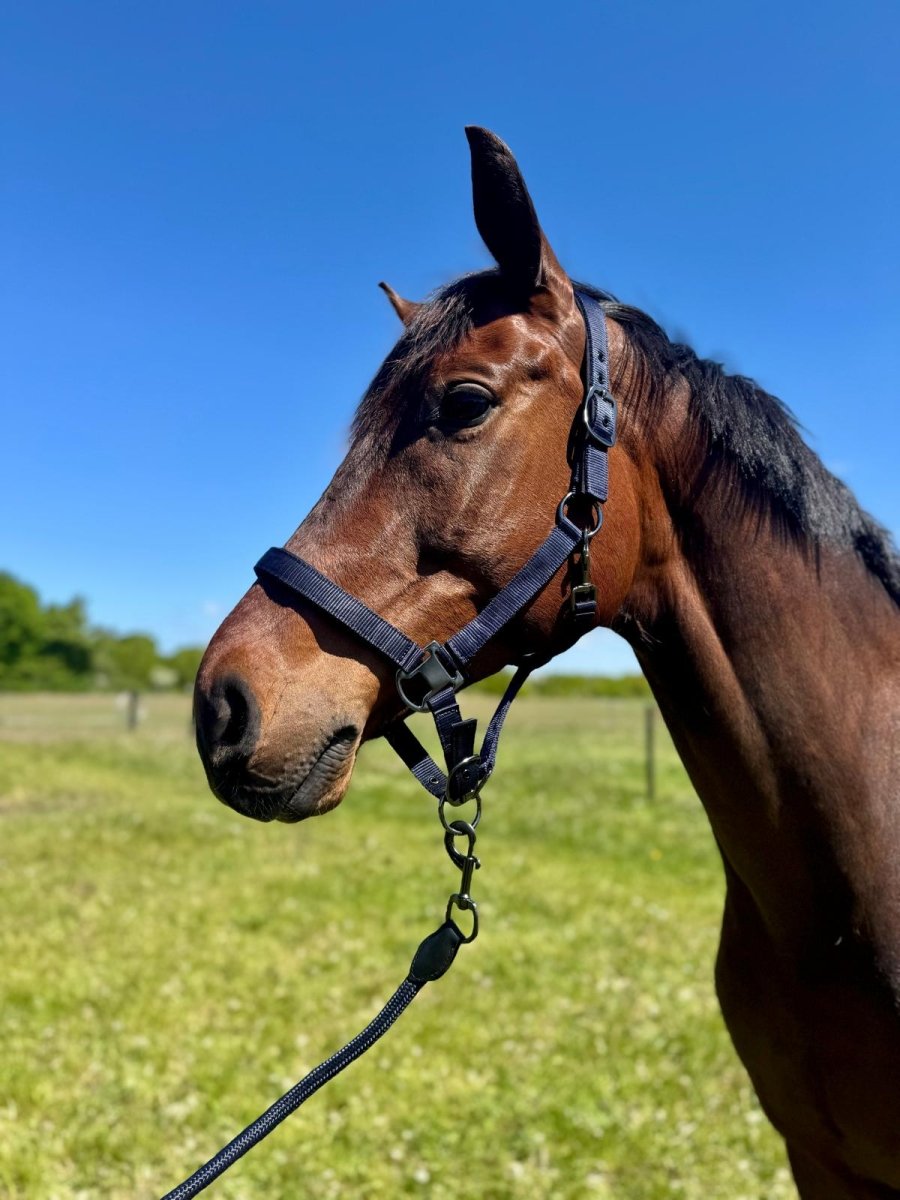 Cavalli premium Træktov - Navy - animondo.dk - CAV3800