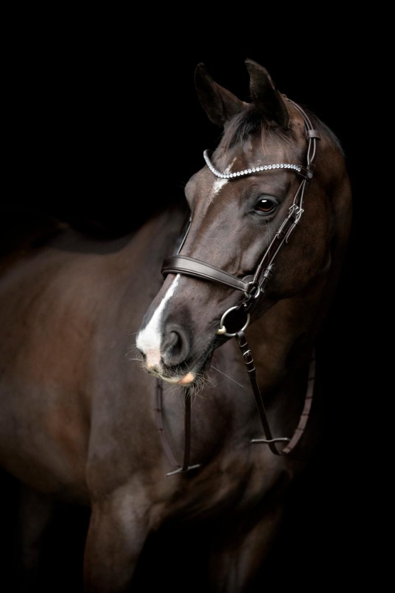 Gentle bridle - Komplet trense - Str. Full - Brun - animondo.dk -