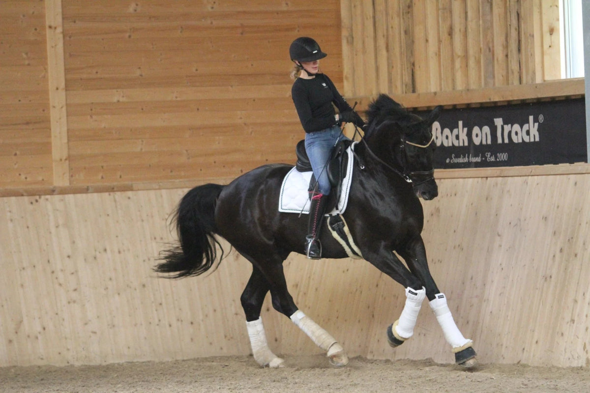 Back on Track Bandageunderlag Scandic - Hvid - animondo.dk