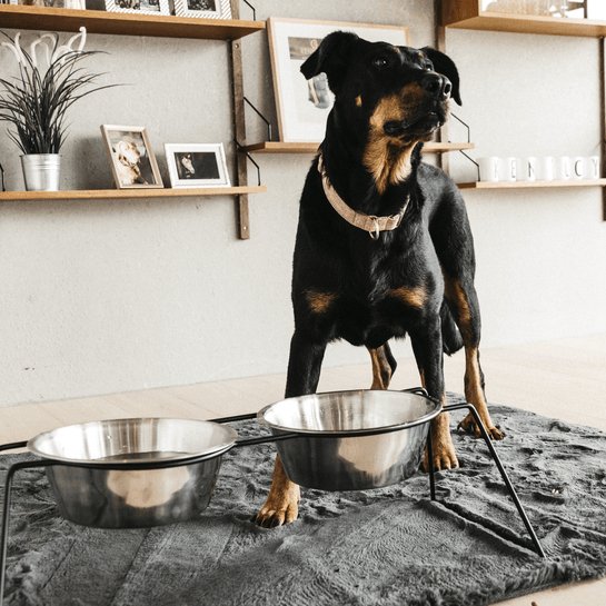 Kentucky Dog Bowl Comfort Feeder - Sort - animondo.dk