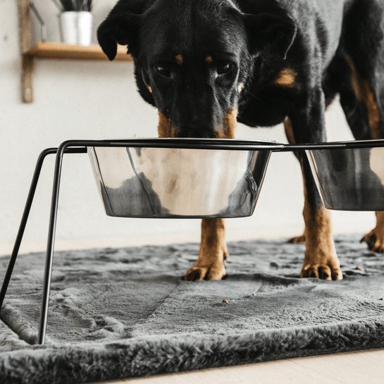 Kentucky Dog Bowl Comfort Feeder - Sort - animondo.dk