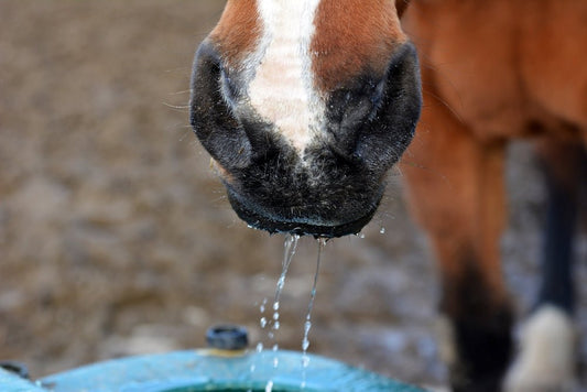 Hvor Meget Vand Drikker Min Hest egentlig? - animondo.dk