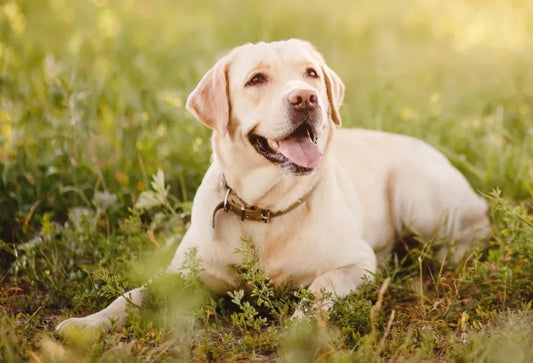 Labrador Retriever: En alsidig og populær race - animondo.dk