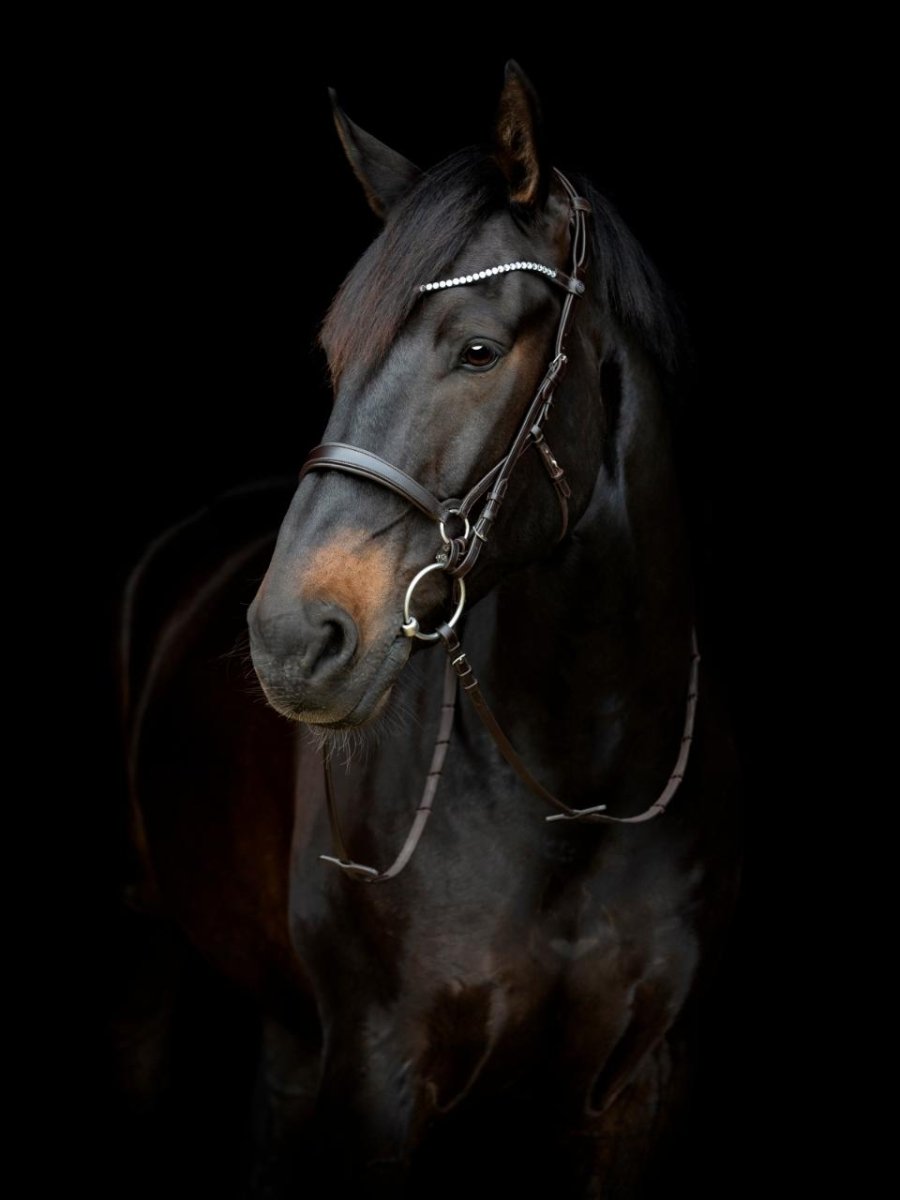 CATAGO - Gentle Bridle Kæberem u. Spænder - Brun - animondo.dk - 800322002