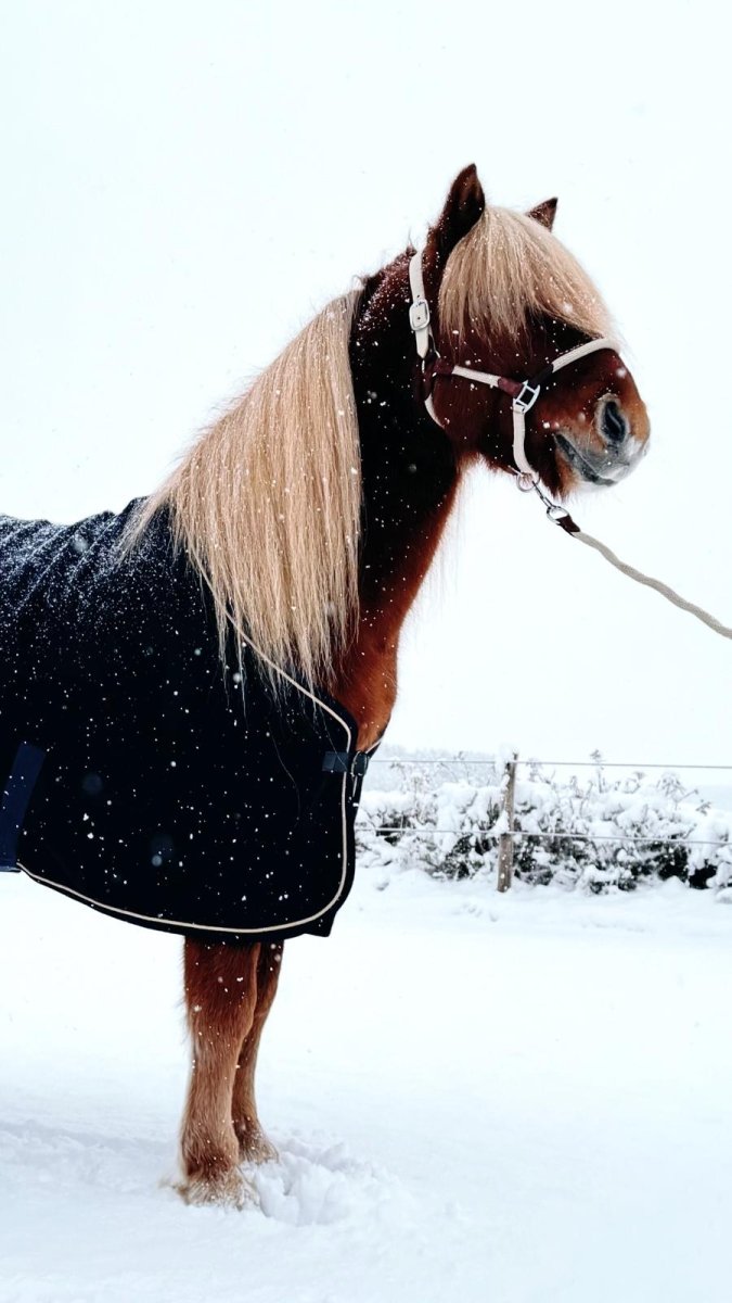 Cavalli Ulddækken - animondo.dk - CAV2700