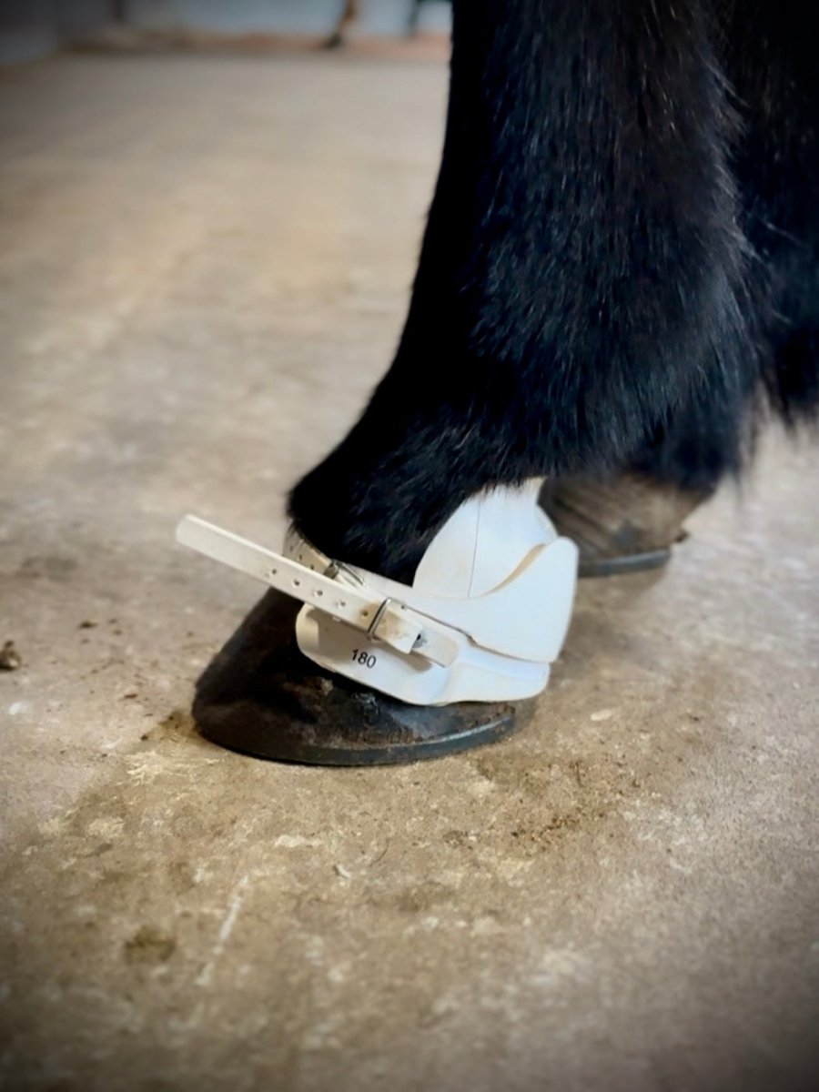 Eques Super Boots Vægt Klokker - animondo.dk - EQ60100-160