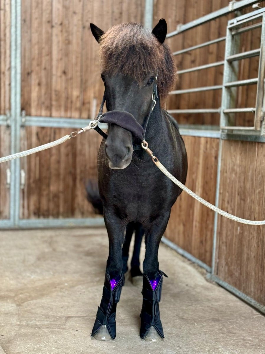 Equine LTS 3.0 - Nyeste Teknologi! - animondo.dk - 10001 - 3.0