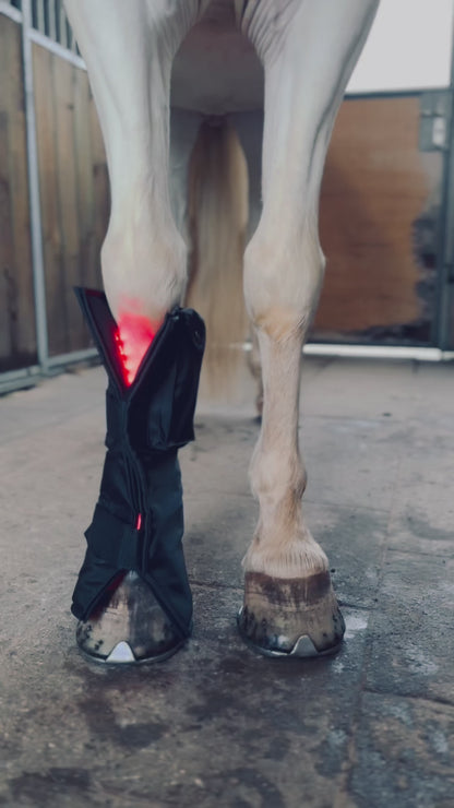 Equine LTS - Ny Red Edition