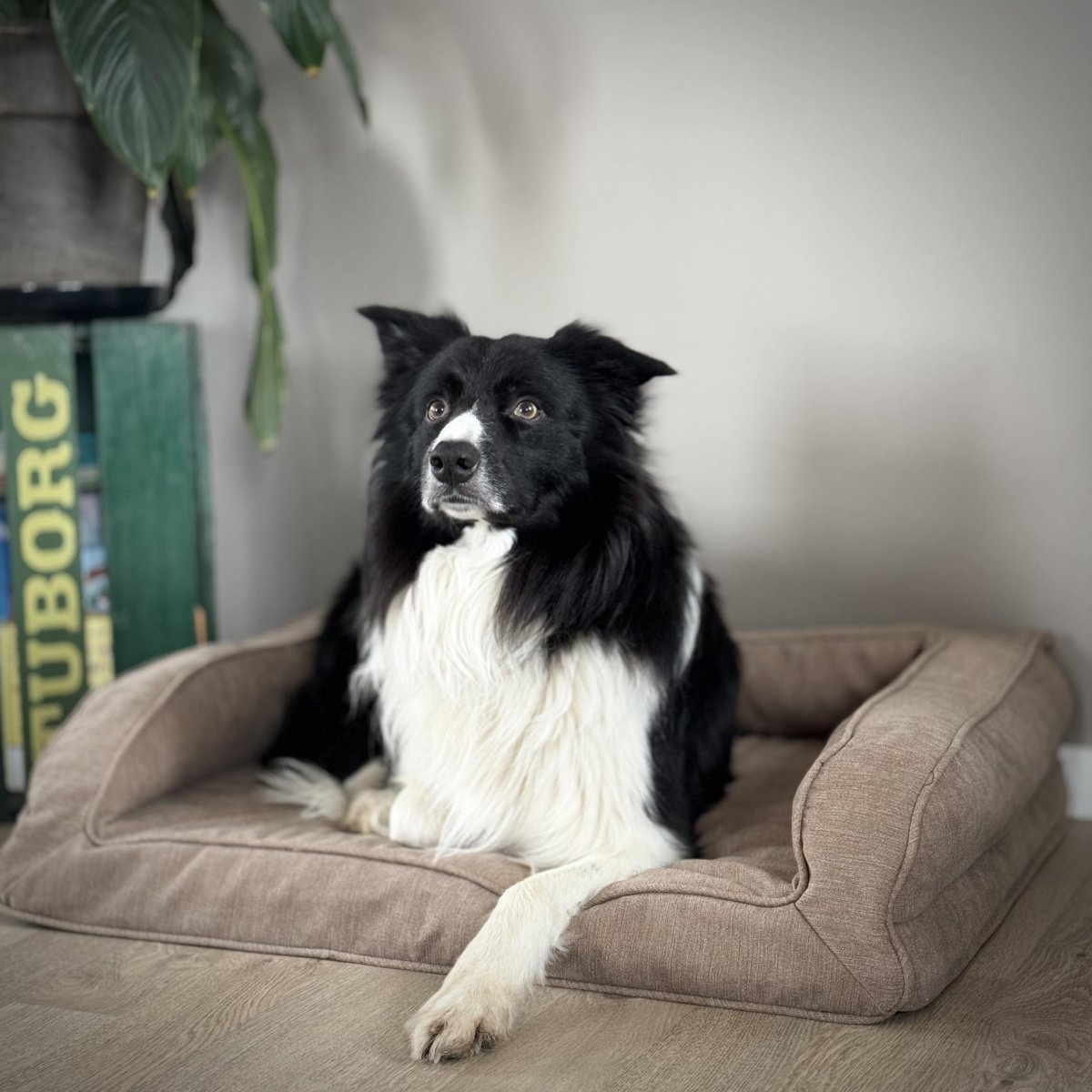 Barkly Hektor Ortopædisk Hundeseng - Sand - animondo.dk