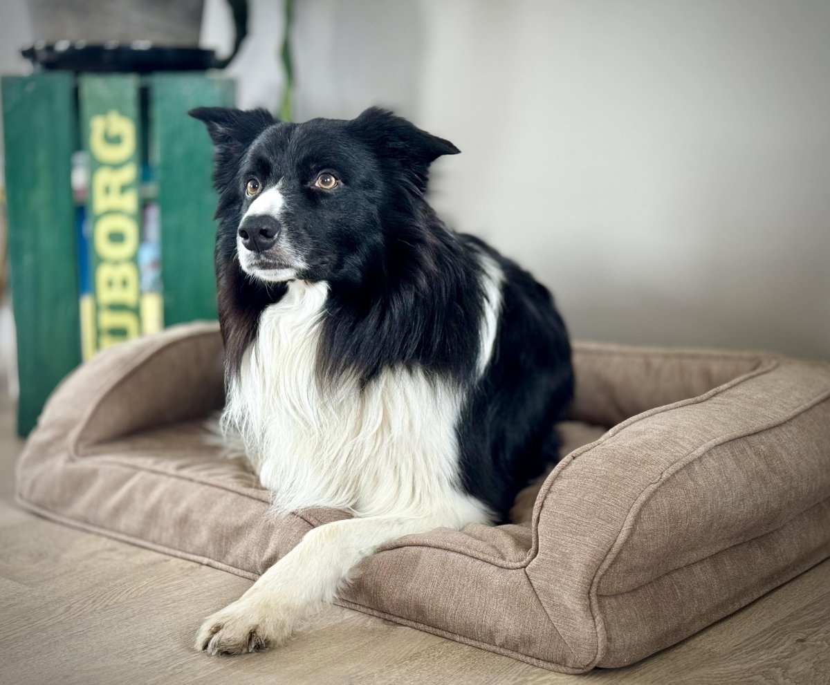 Barkly Hektor Ortopædisk Hundeseng - Sand - animondo.dk