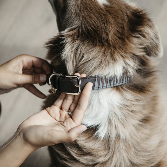 Kentucky Dog Collar Triangle - animondo.dk