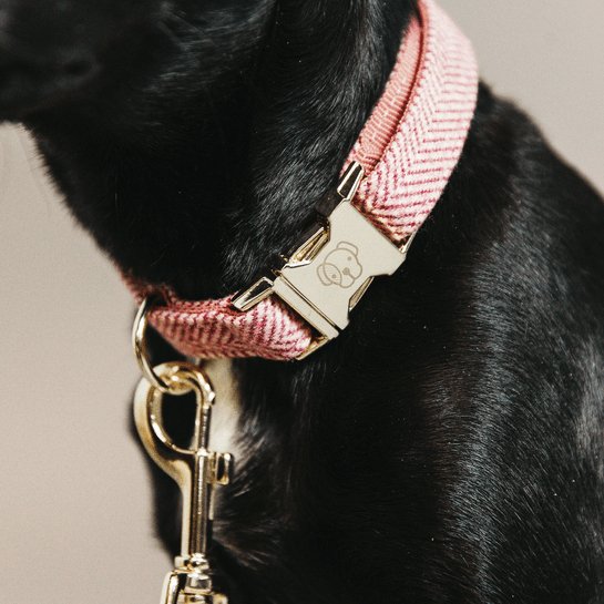 Kentucky Dog Collar Wool - Lys Pink - animondo.dk