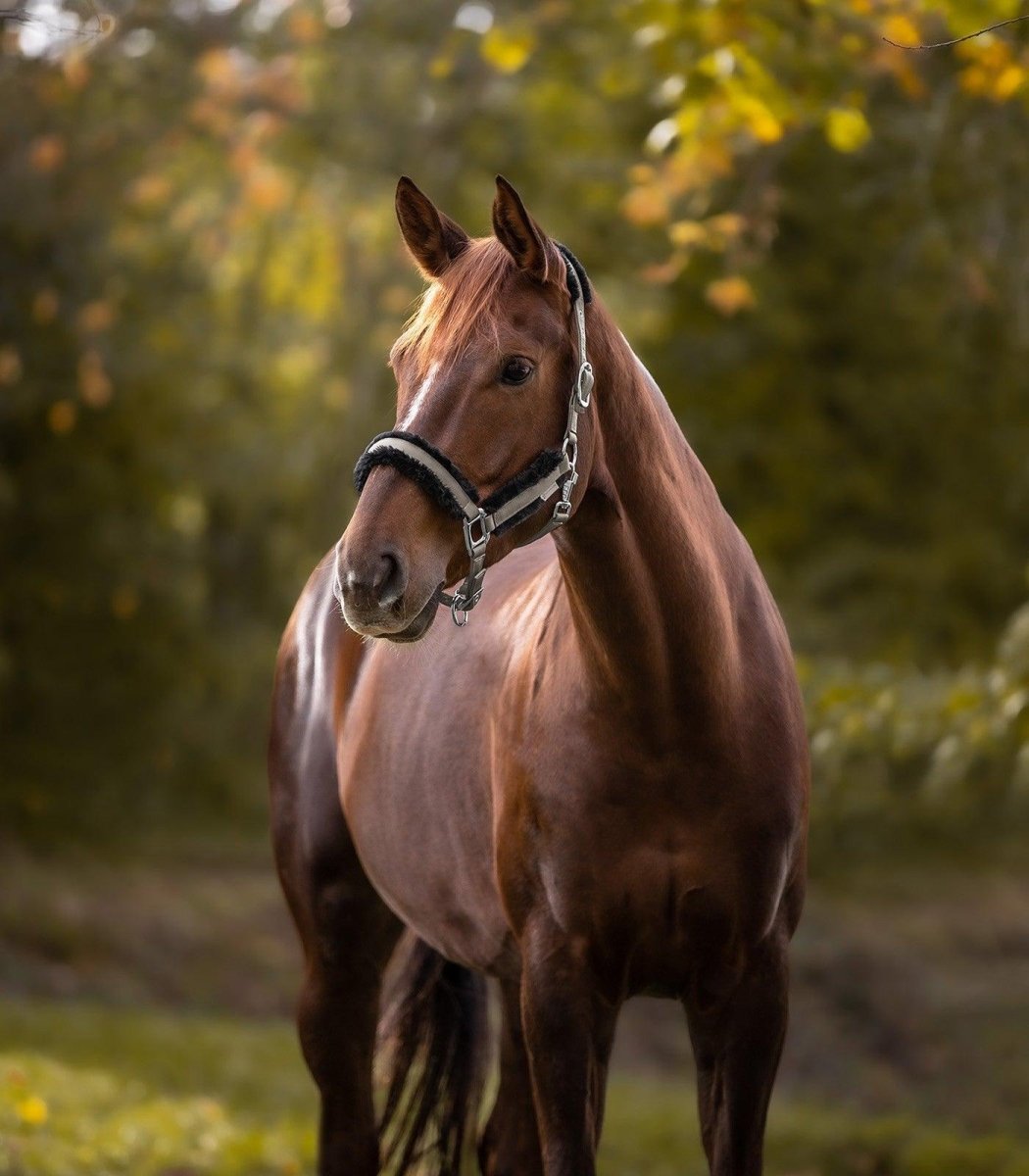 Waldhausen Pegasus Grime - beige - animondo.dk